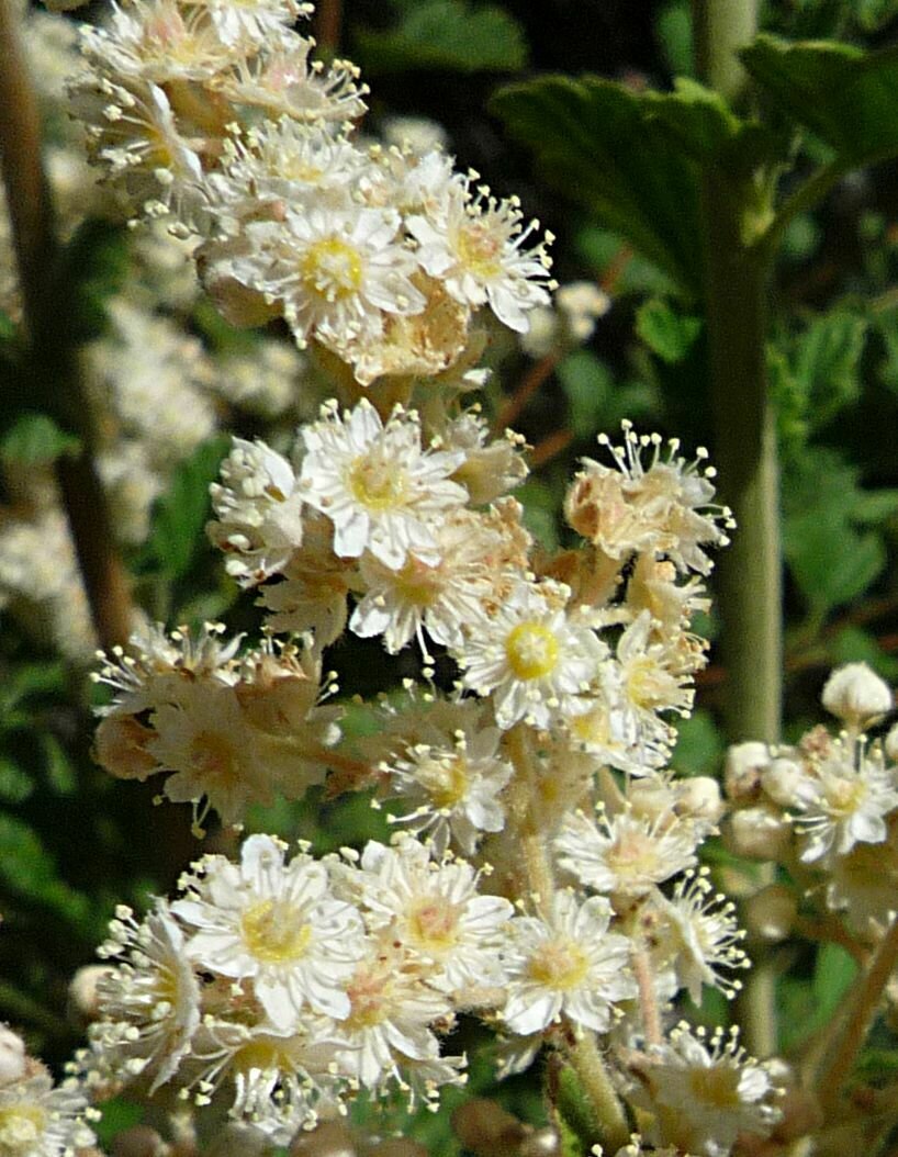 High Resolution Holodiscus discolor Flower